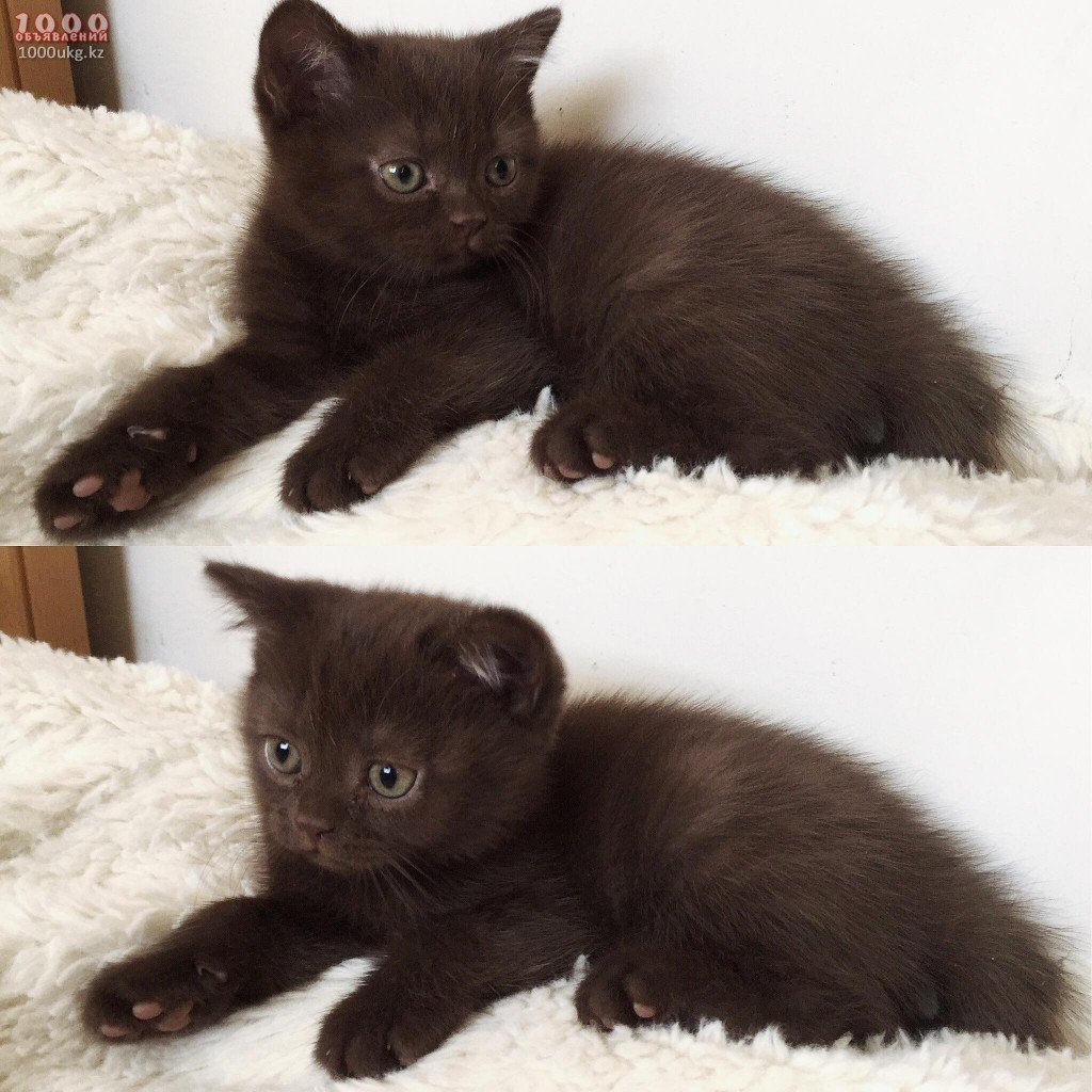 Шоколадный британец кот