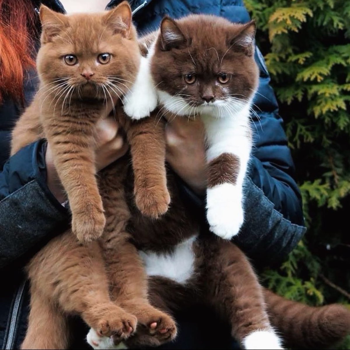 Шоколадный британец котенок