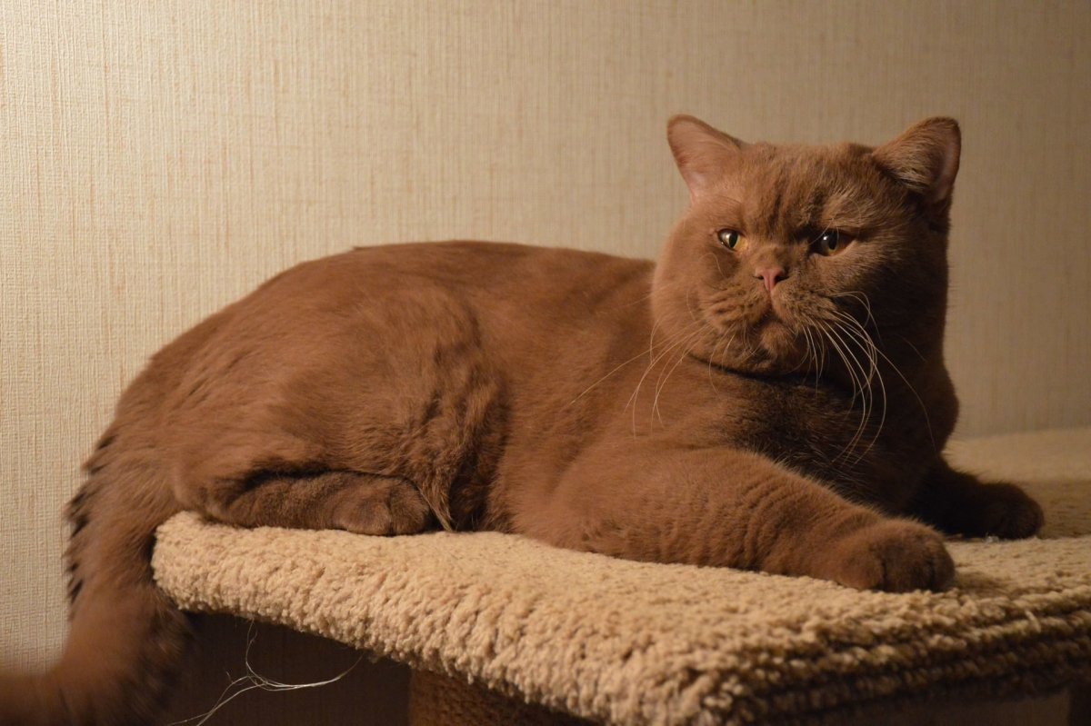 Шоколадные котята