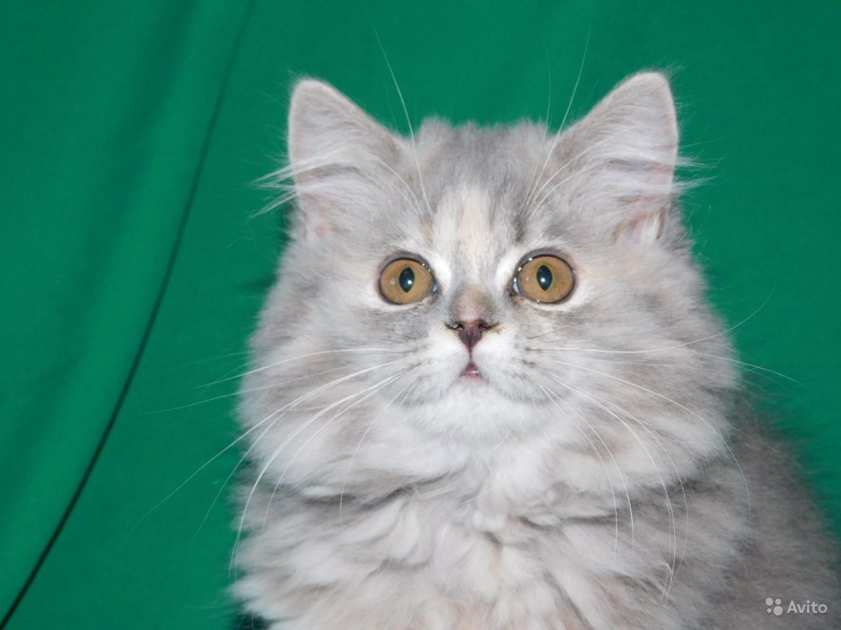 Шотландский хайленд страйт