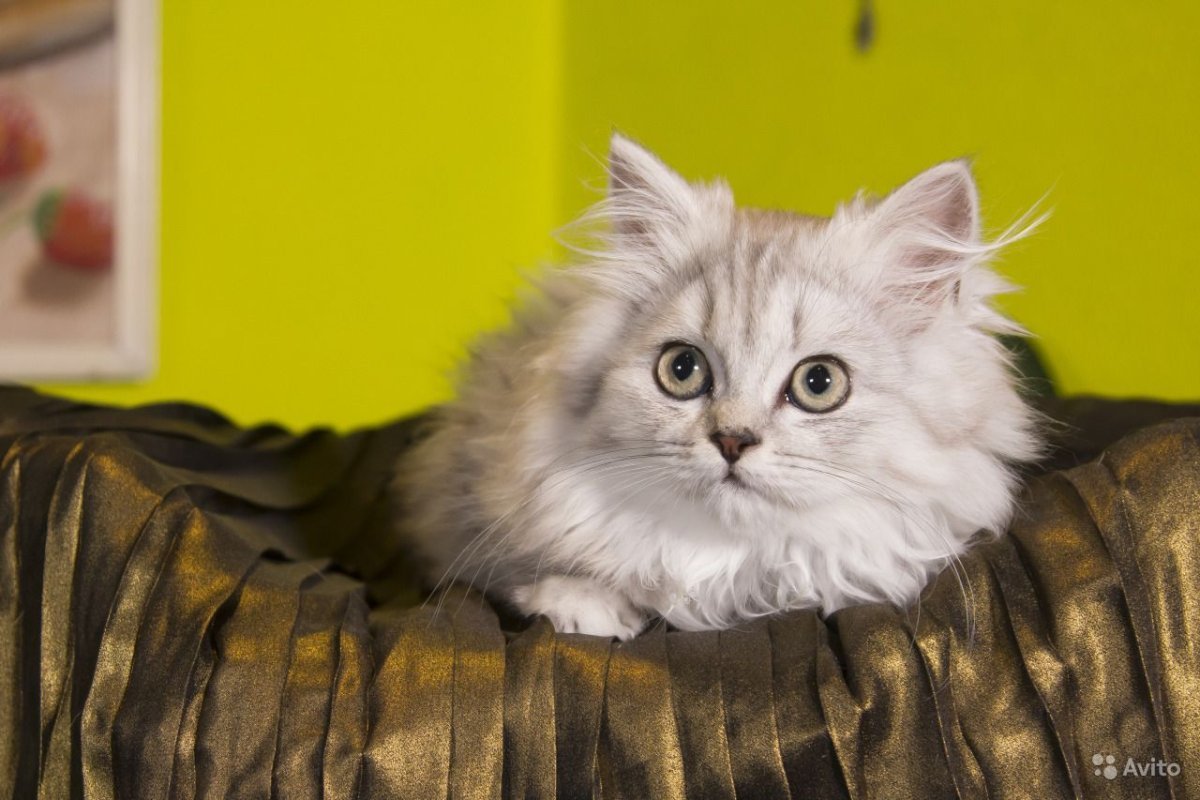 Шотландская короткошёрстная кошка прямоухая