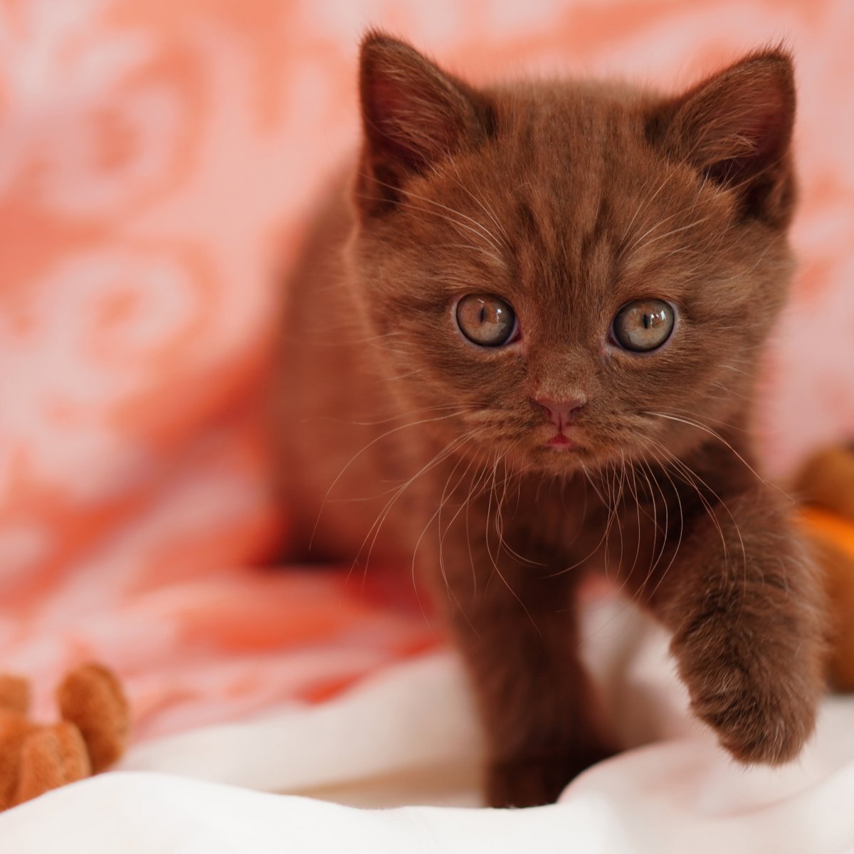 Шоколадный британец котенок