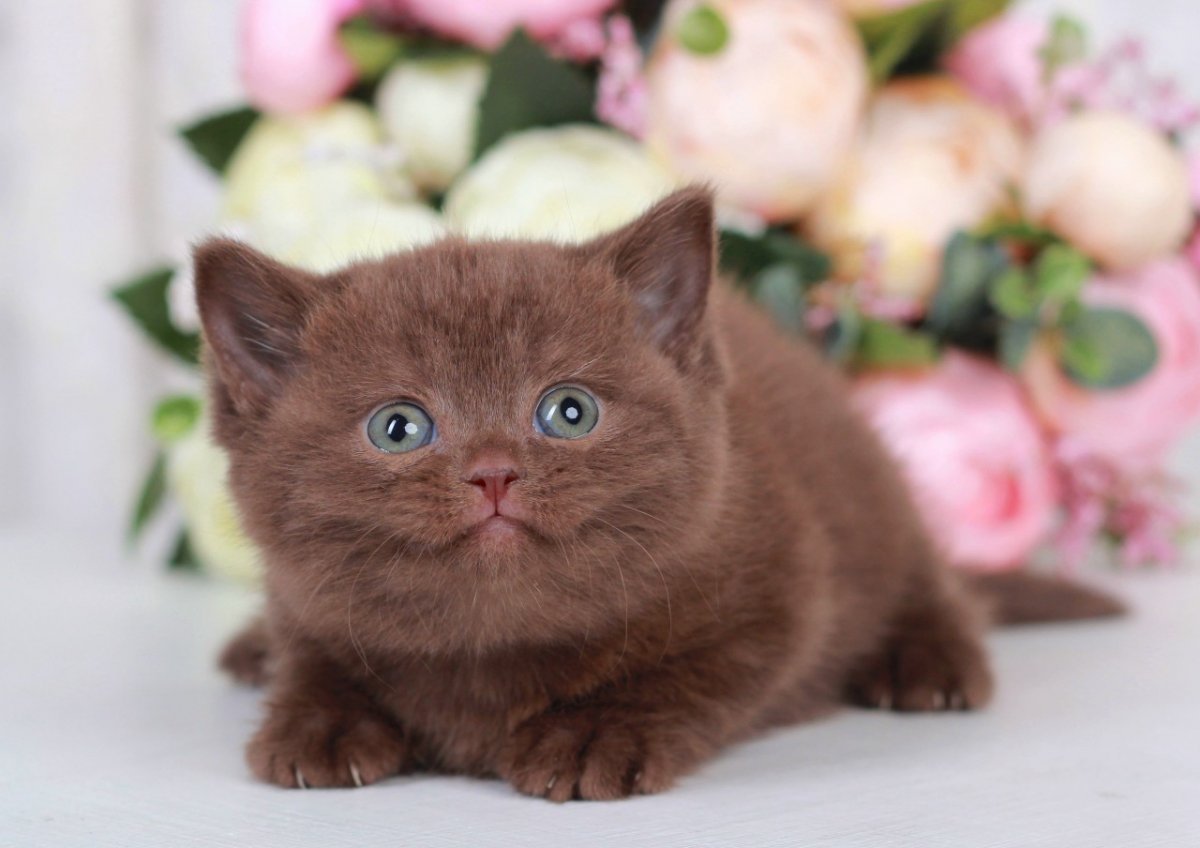 Шотландская вислоухая кошка циннамон