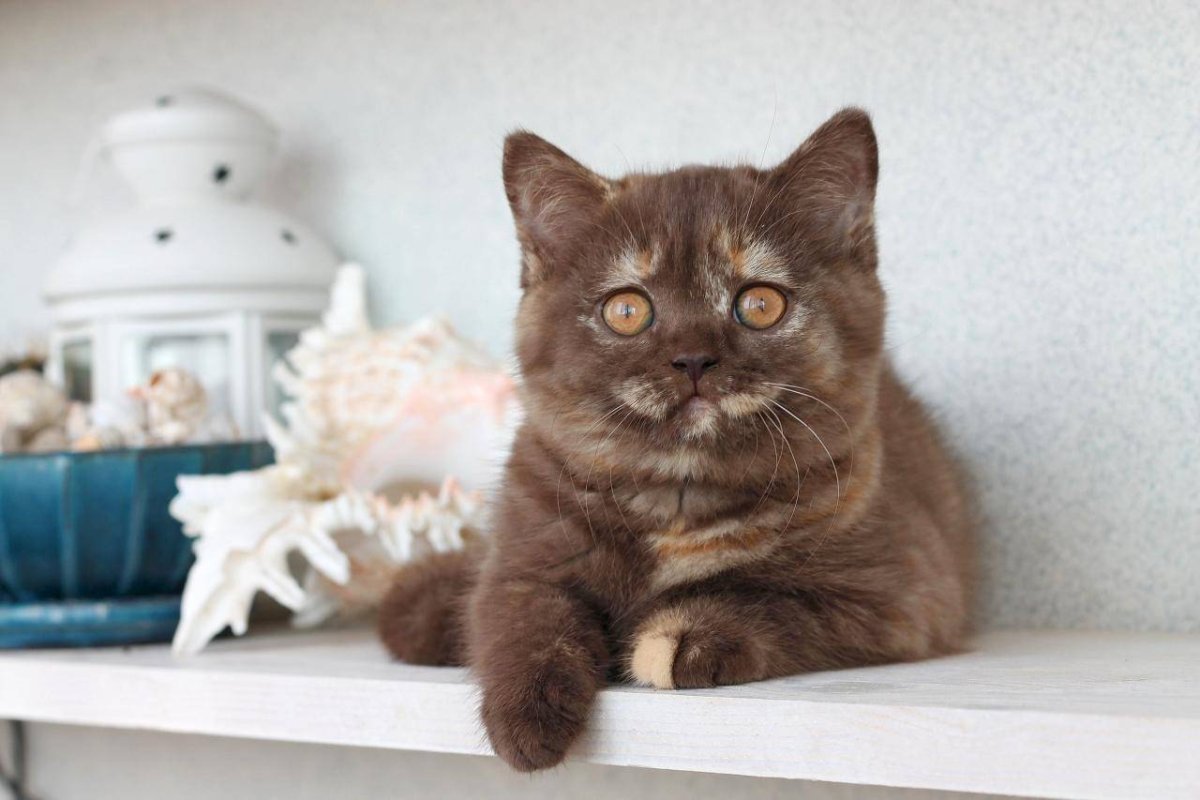 Контик шоколадный