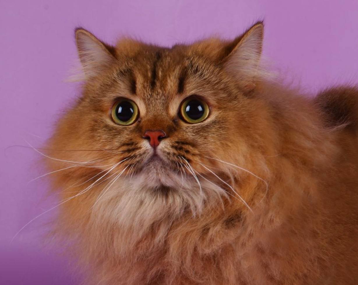 Шотландская кошка прямоухая длинношерстная - 78 фото