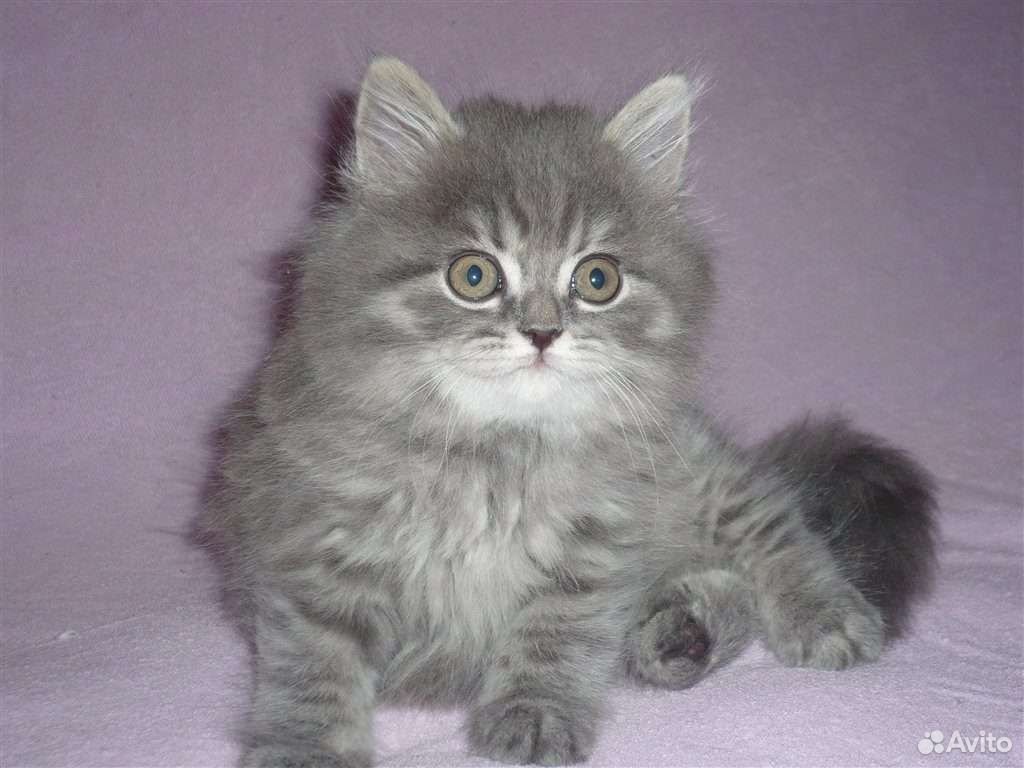 Скоттиш-страйт Шотландская прямоухая