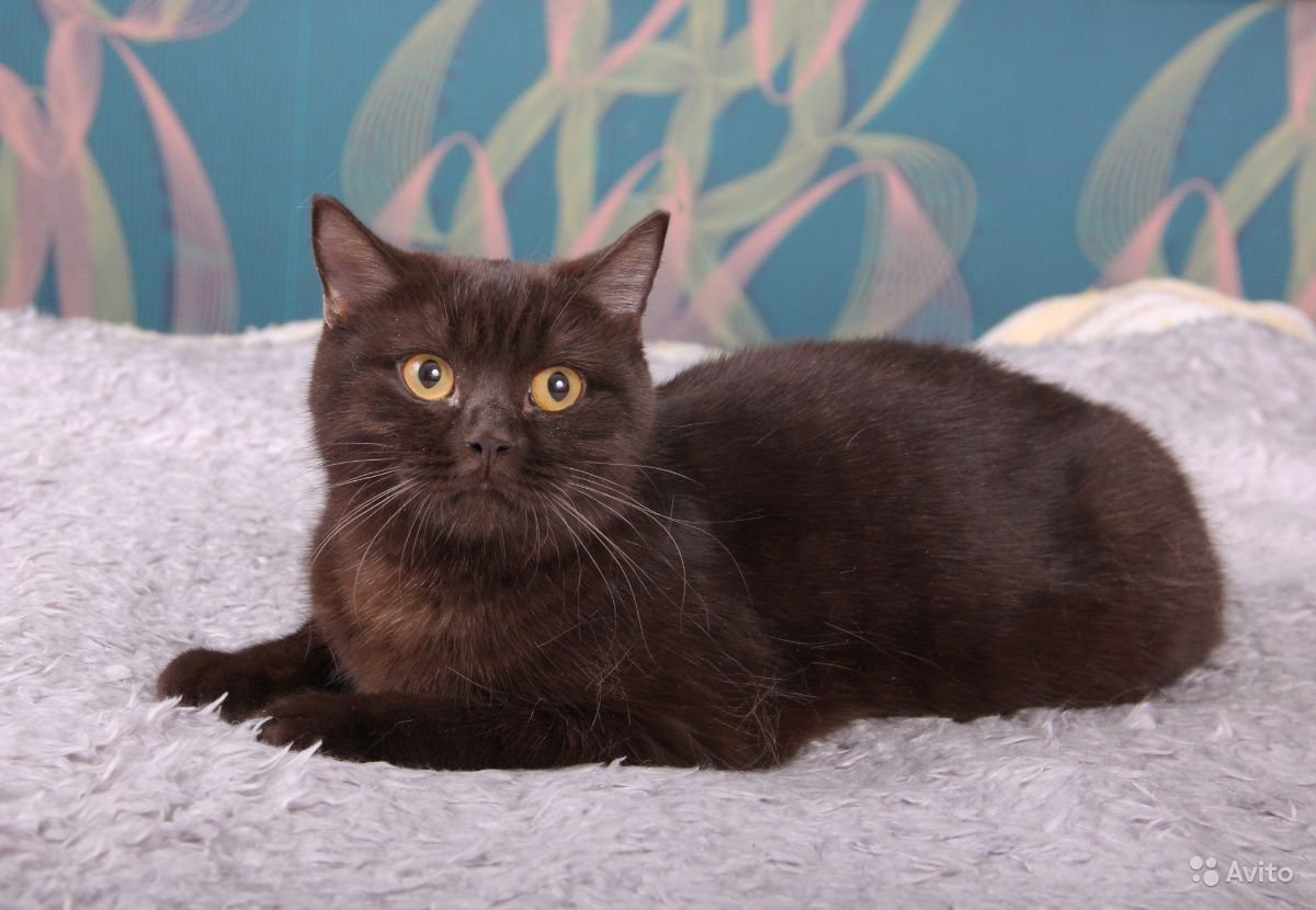 Манчкин кот шоколадный
