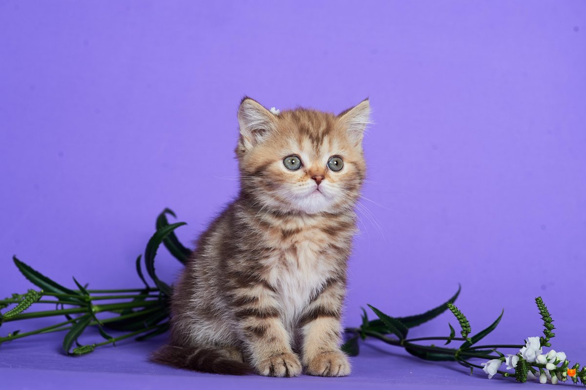 Шотландский хайленд страйт