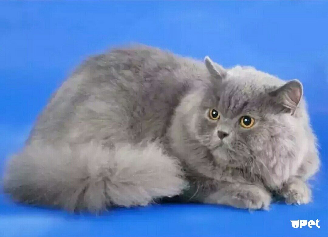 Шотландец хайленд страйт