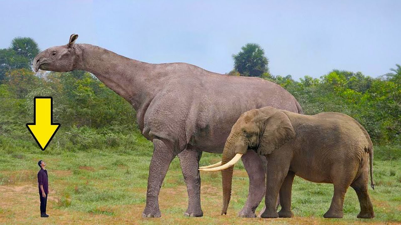 This animal is big. Безрогий носорог – индрикотерия. Гигантский носорог Индрикотерий. Парацератерий и Индрикотерий. Индрикотерий прогулки с чудовищами.