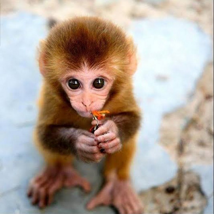 Смешные обезьяны