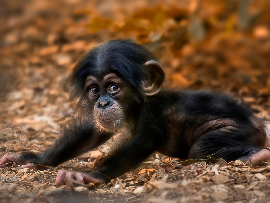 Обезьяна картинки