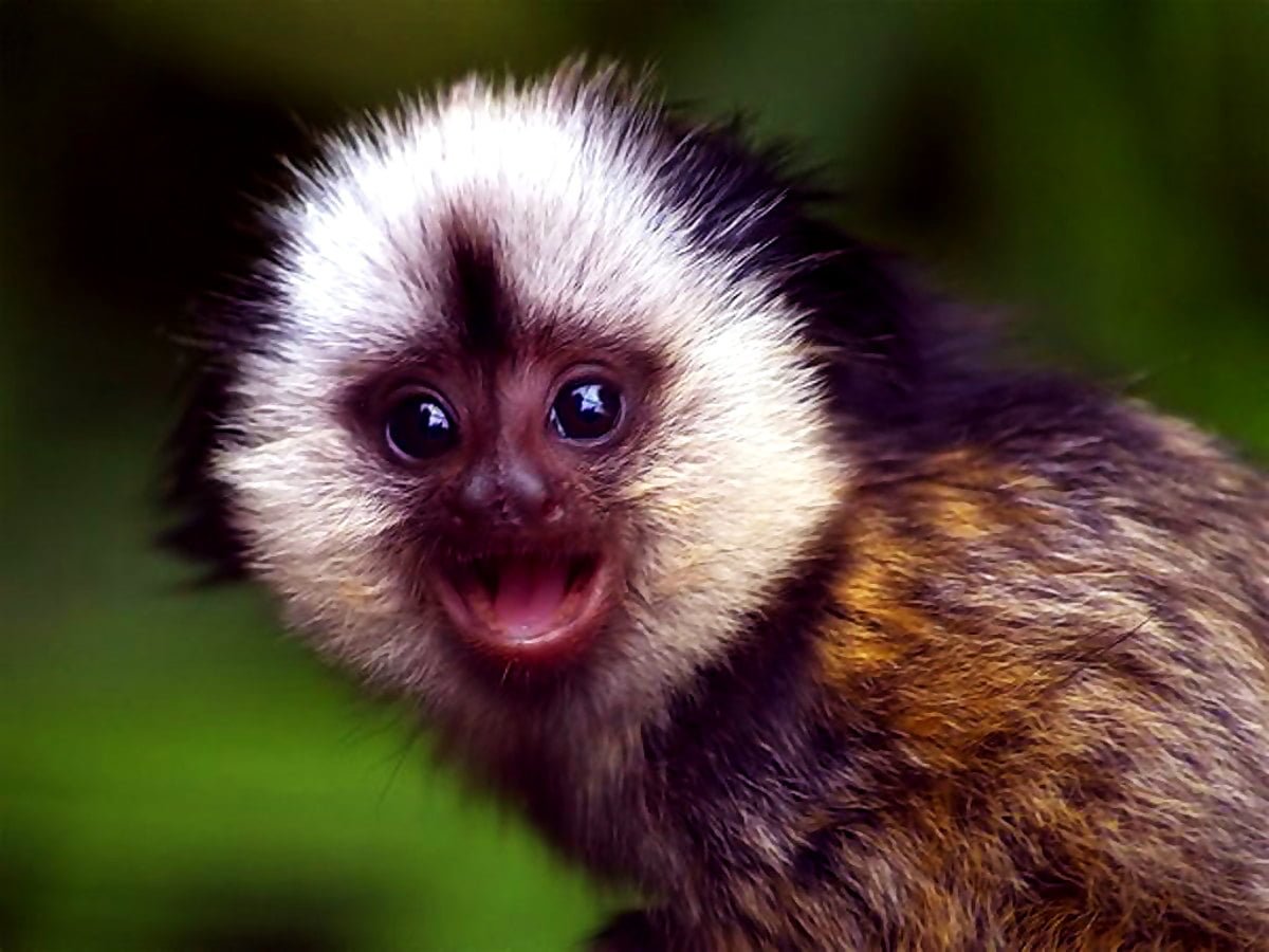 Очень милые обезьянки