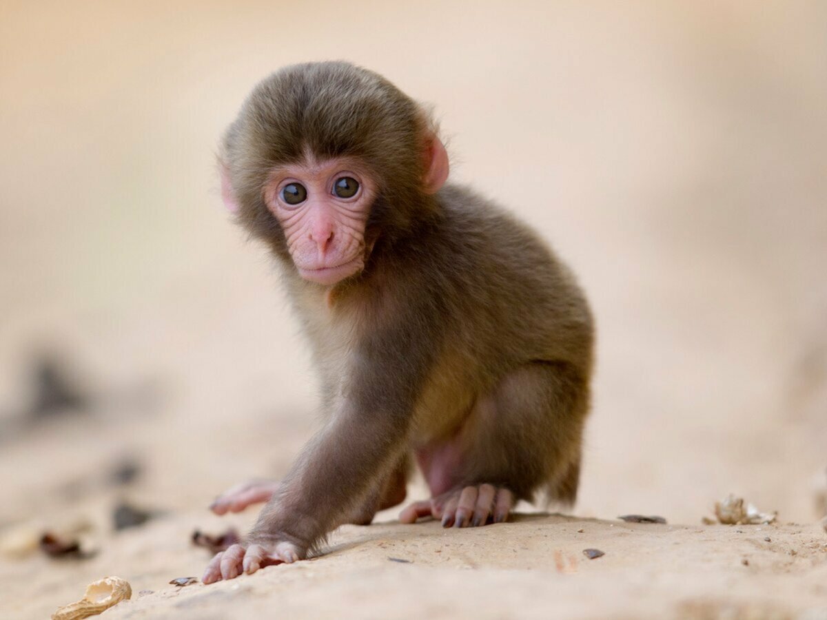 Гамадрил маленькая обезьянка