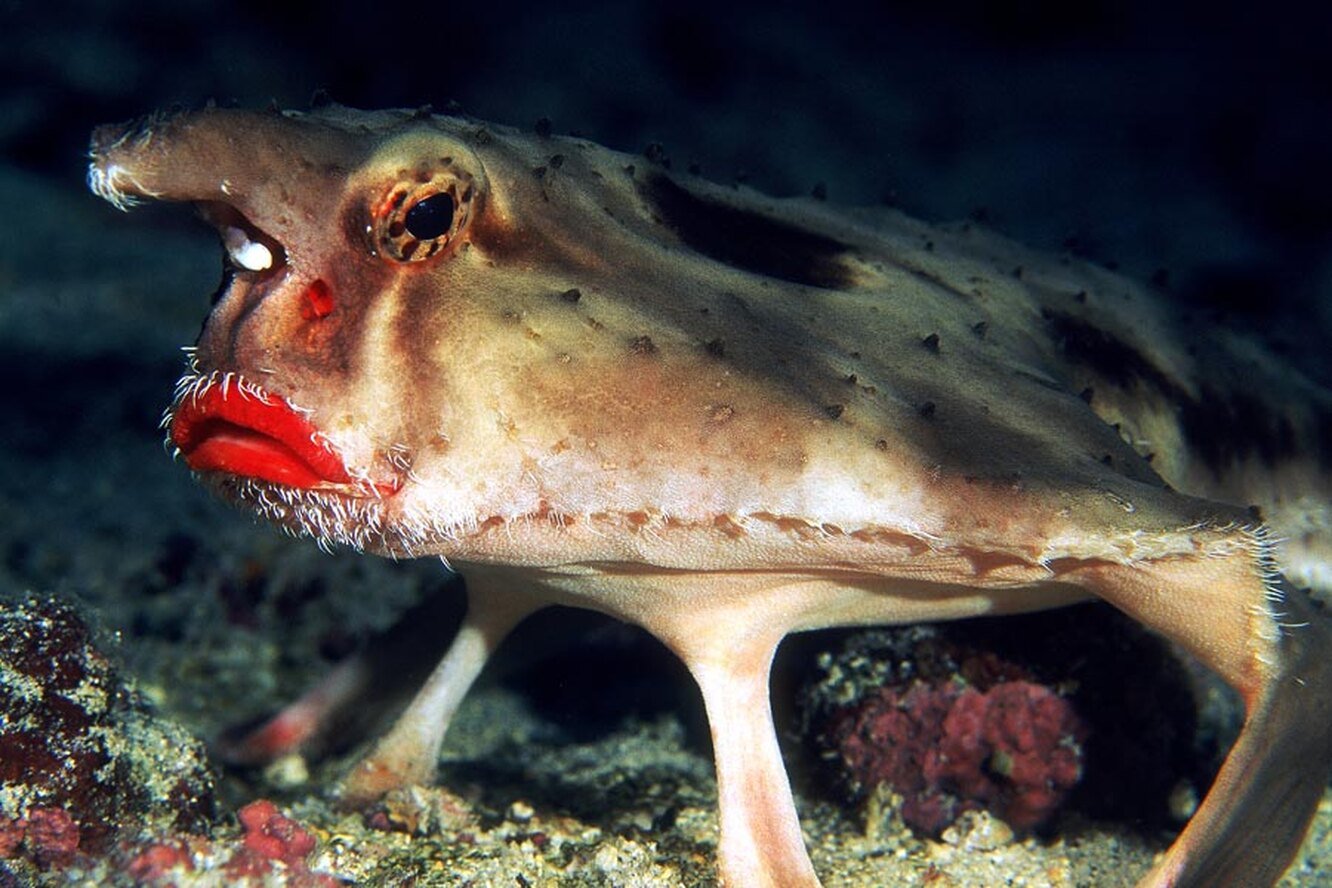 Что бывает морским. Красногубый нетопырь рыба. Красногубая рыба-Ласточка. Нетопырь короткорылый (Ogcocephalus).