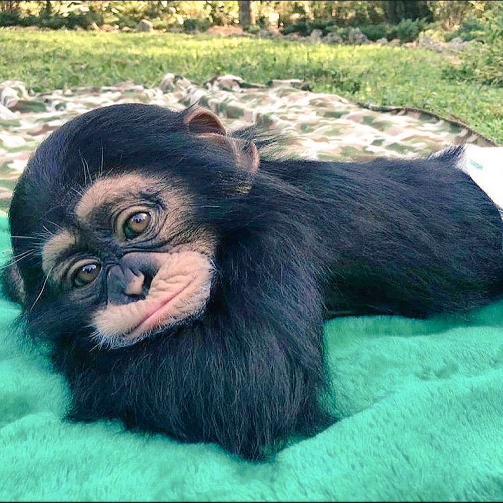 Маленькая черная обезьянка