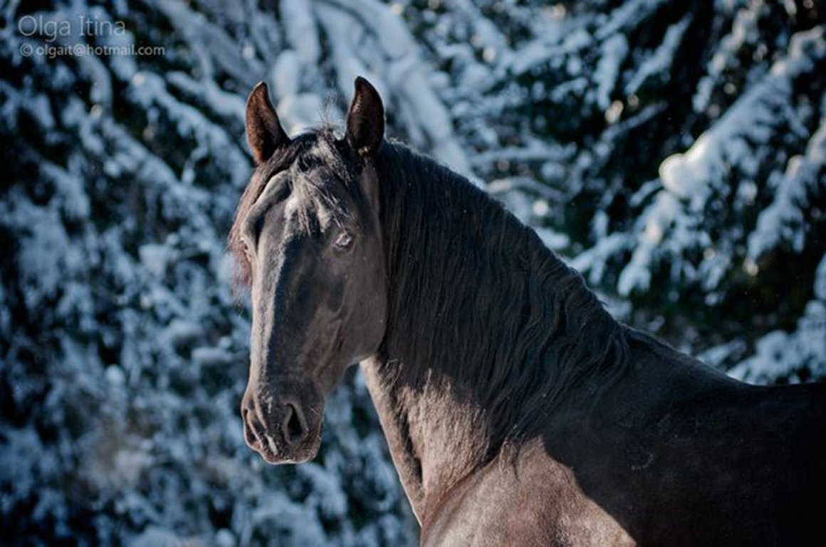 Кладрубская лошадь белая