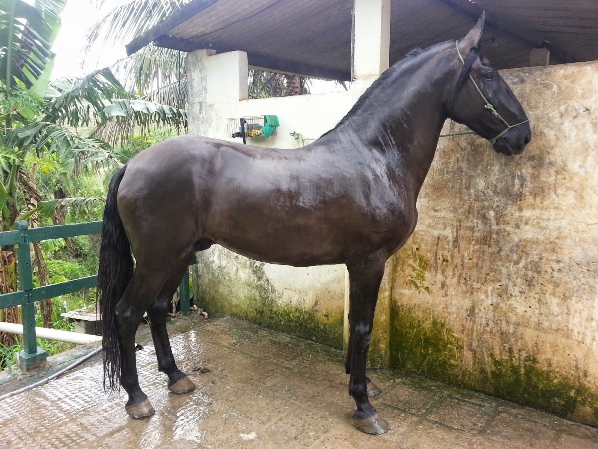 Обои на рабочий стол лошади горбоносые