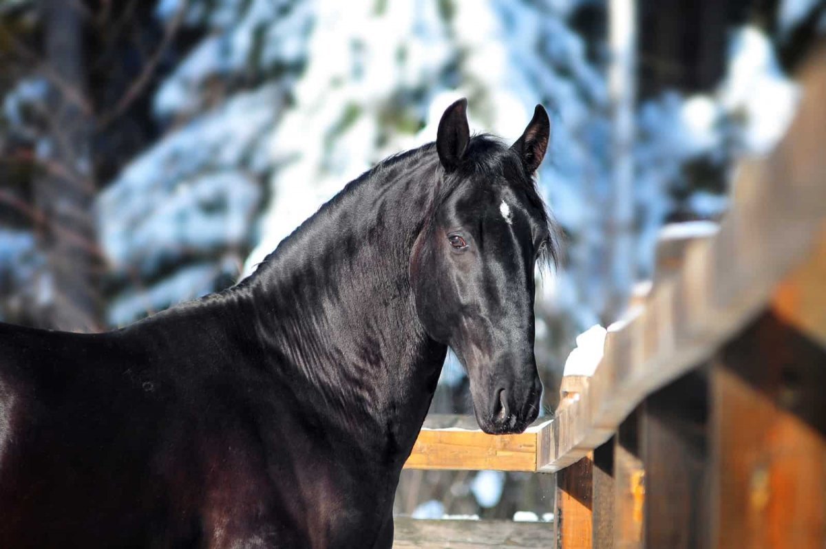 Кладрубская лошадь с человеком