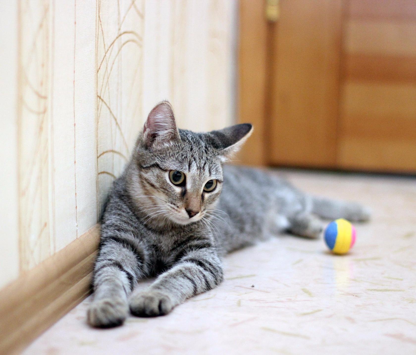 Серая полосатая кошка порода - 69 фото