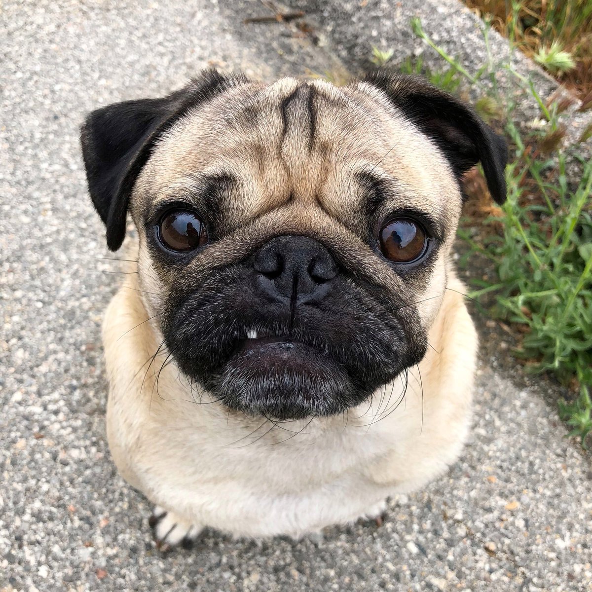 Бульдог Мопс карликовый