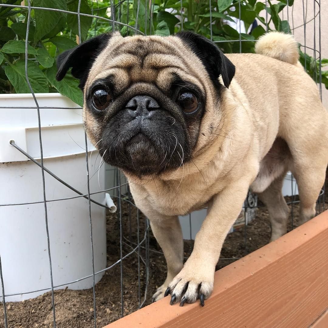 Мопс Королевская собака