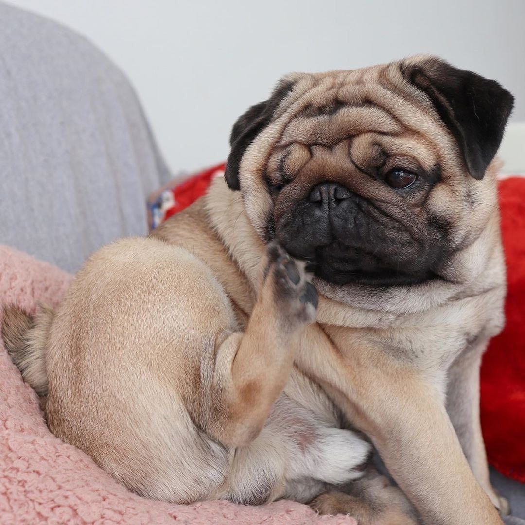 Мопс бульдожий Тип