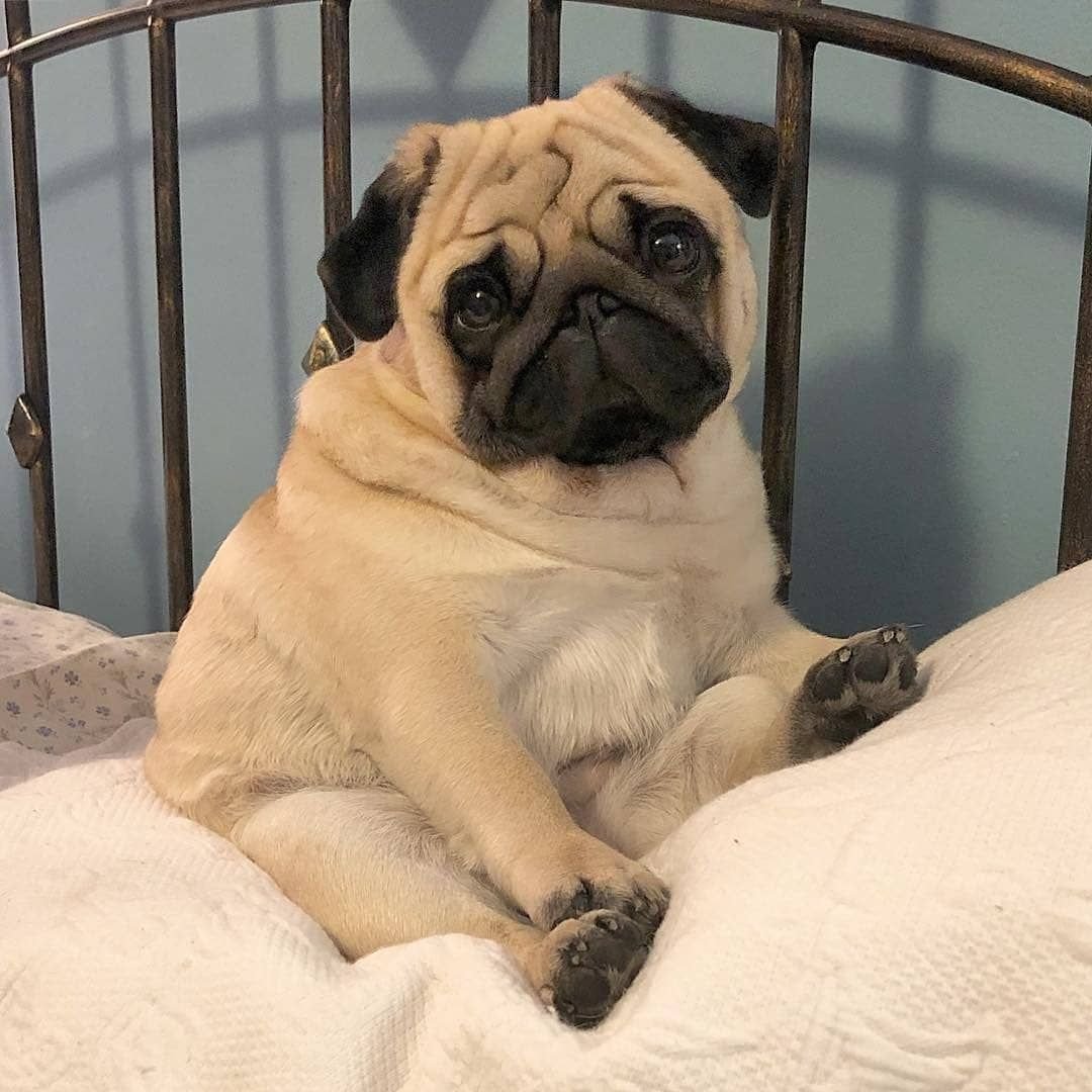 Порода Мопс