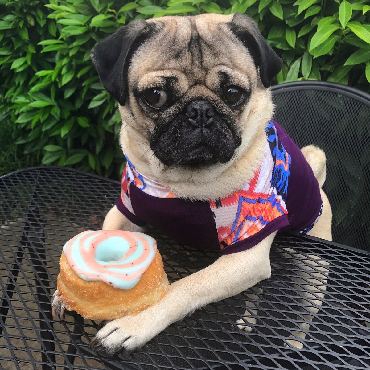 Мопсы и мопсики