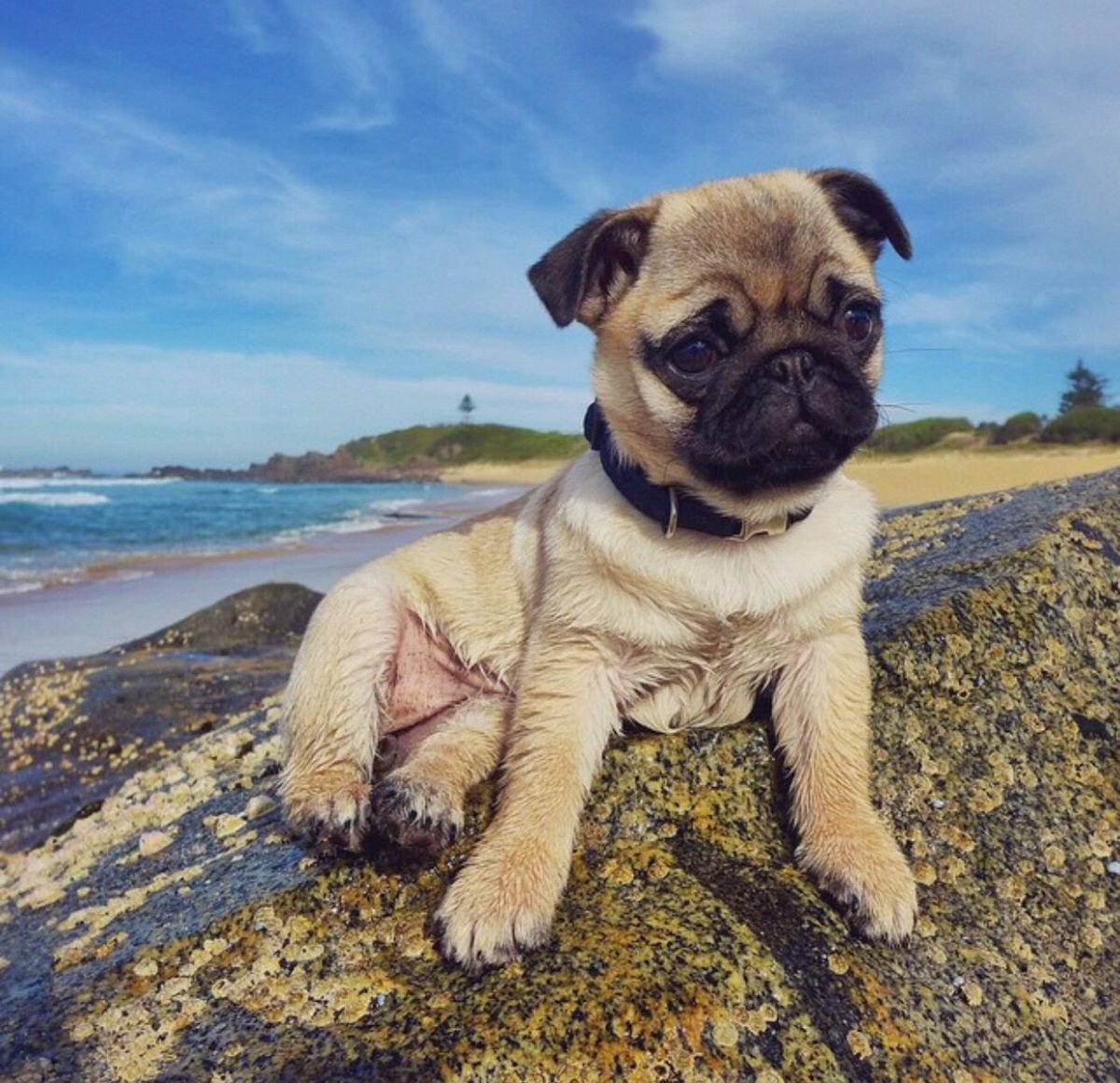 Мопс гладкошерстный