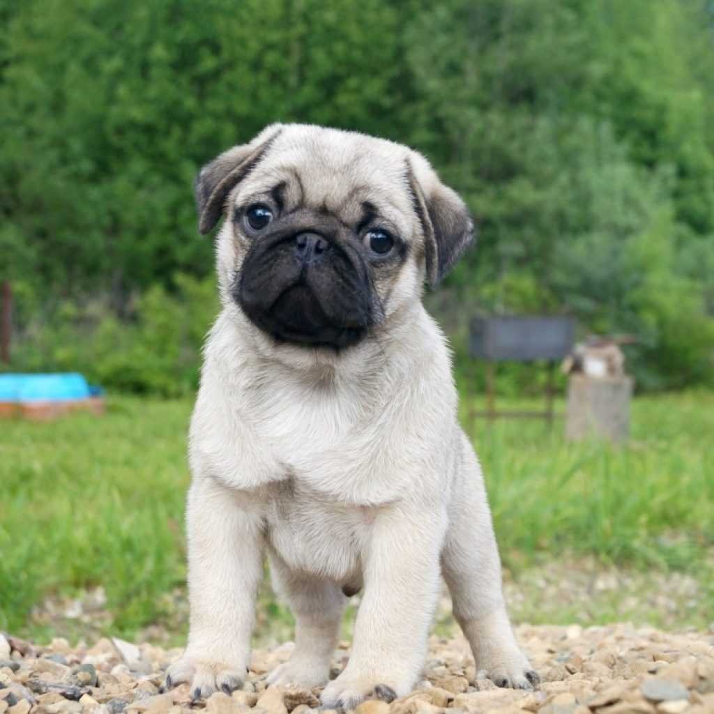 Французский бульдог собака Мопс Мопс