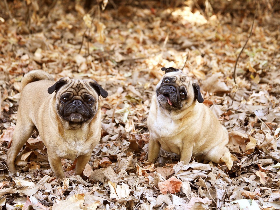 Мопс Европейский