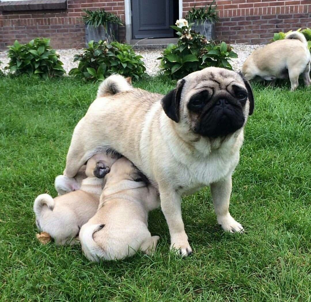 Модные стрижки мопсов