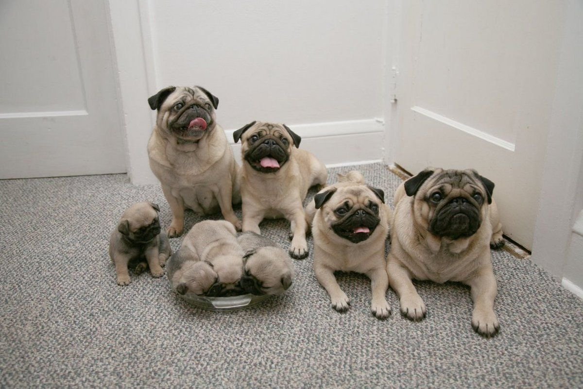 Пять мопсов