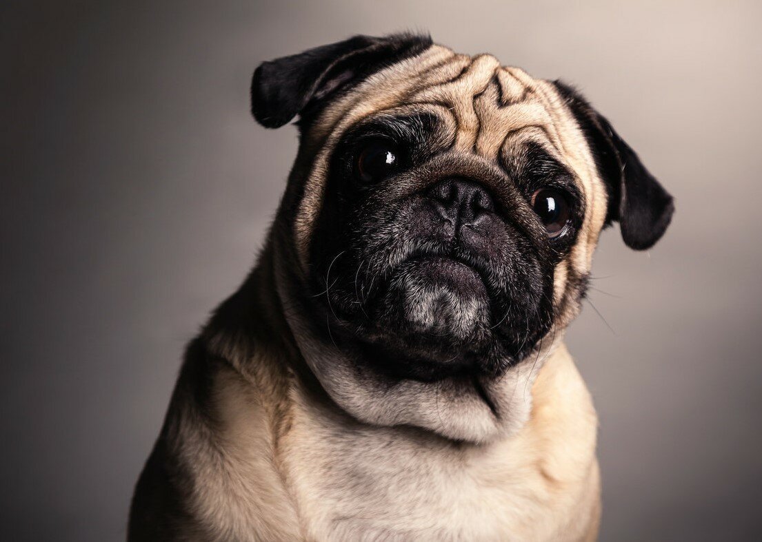 Бойцовский Мопс