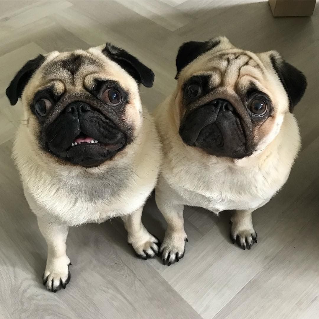 Британский Мопс