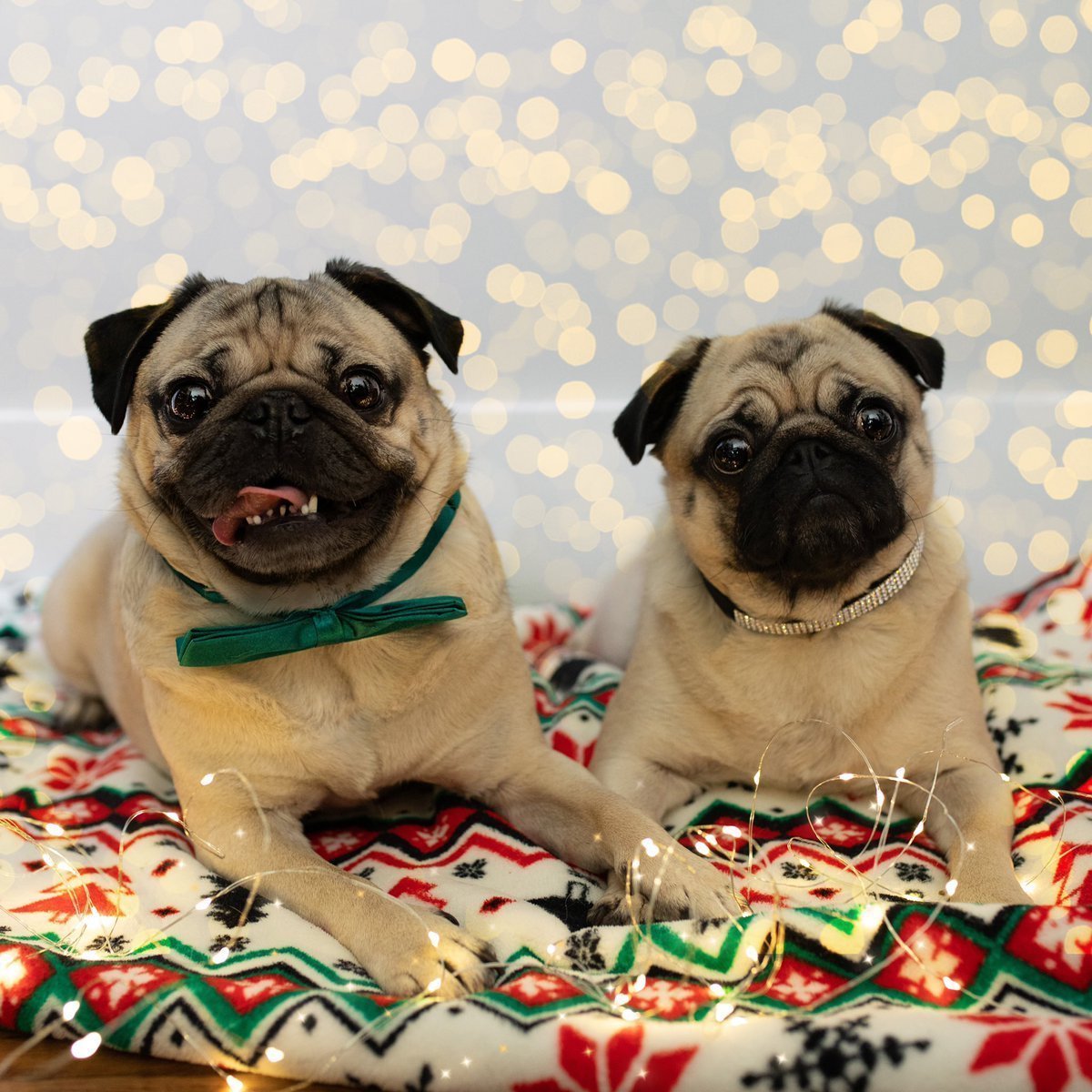 Тибетский Мопс