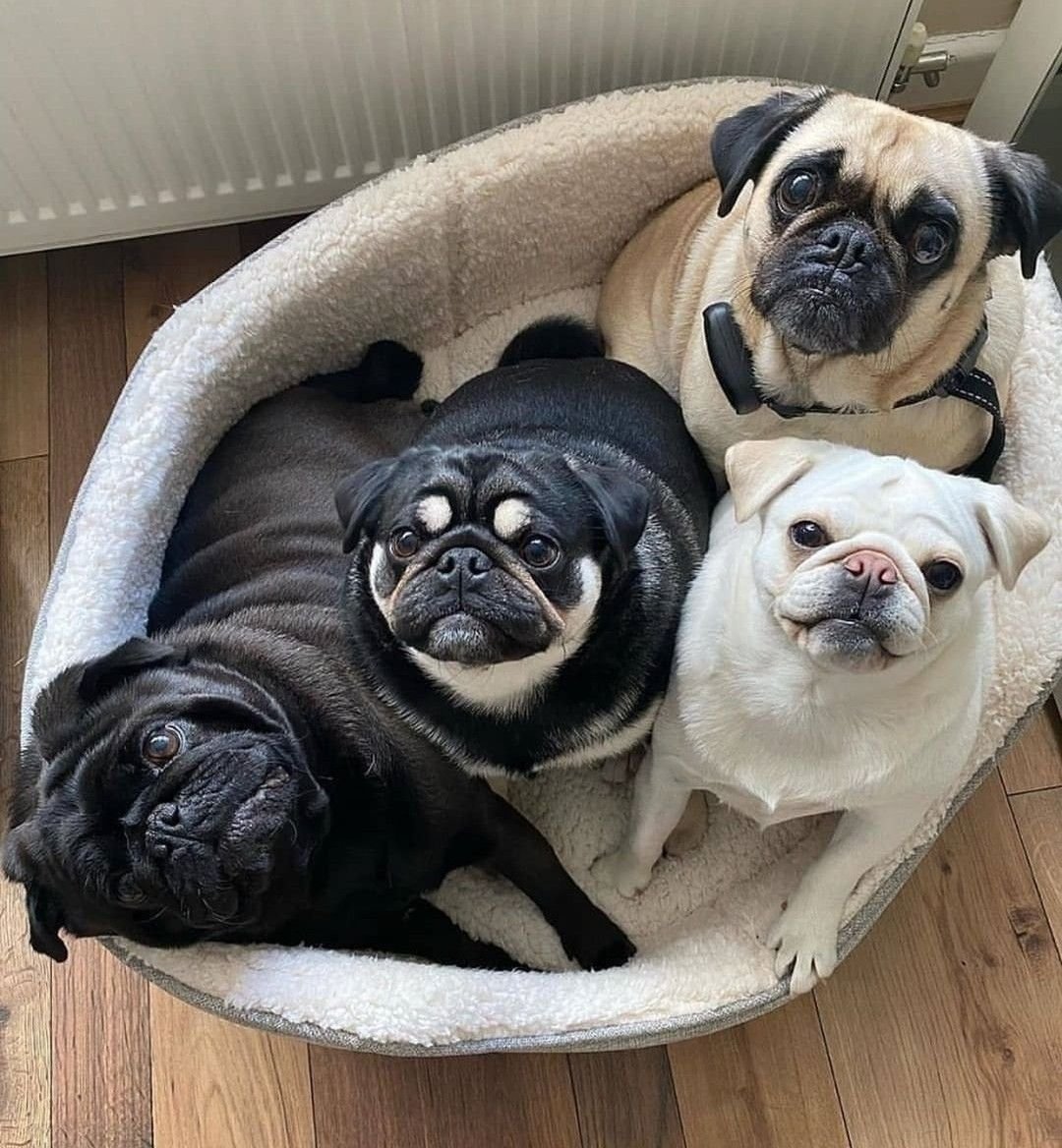 Мопс окрасы