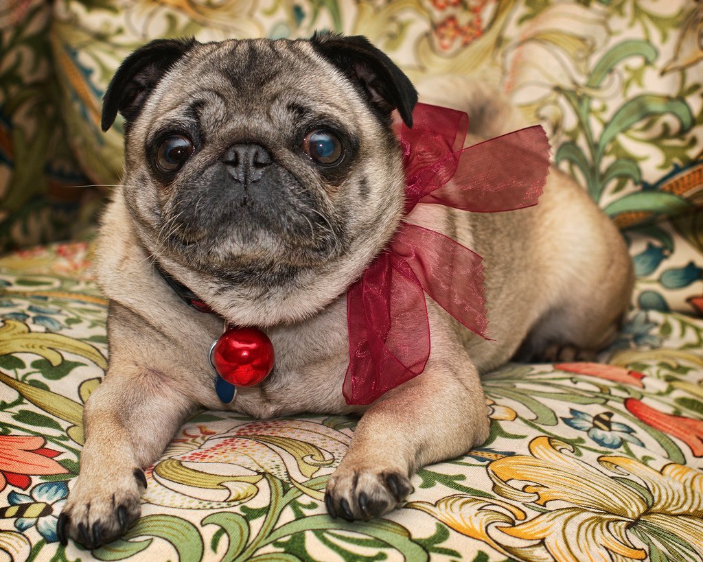 Мопс породы собак