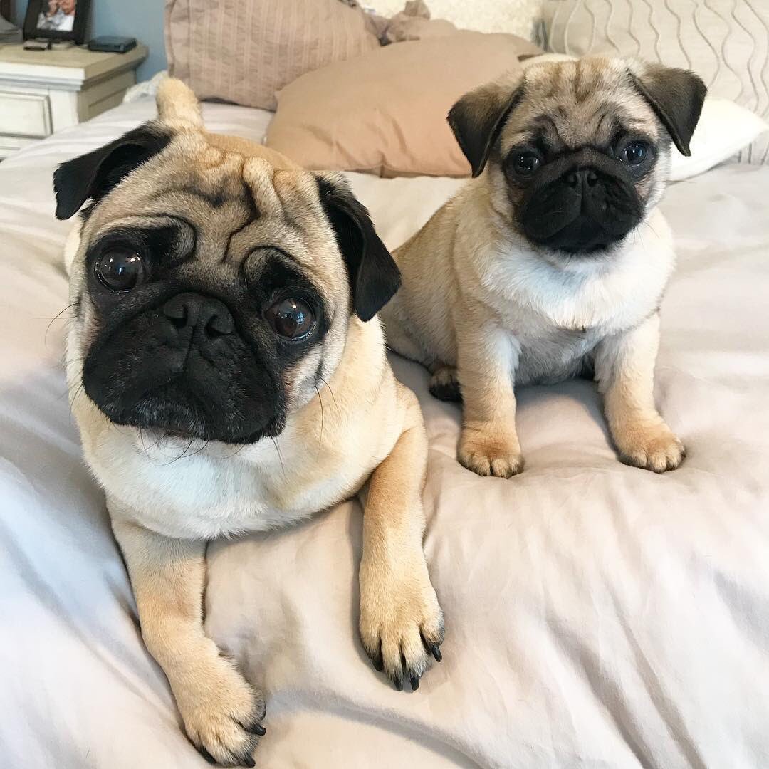 Шарпейный Мопс