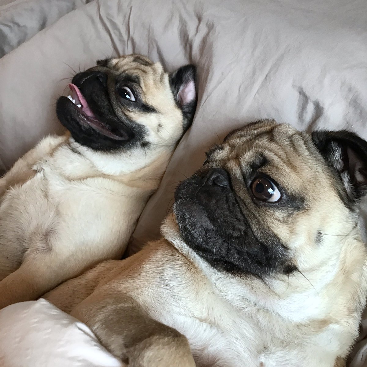 Эволюция породы собак Мопс