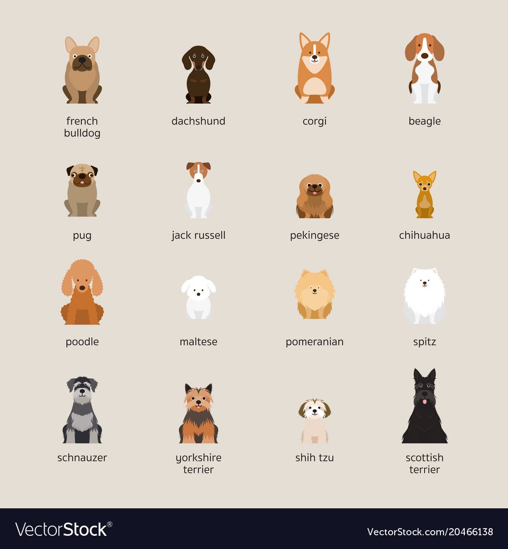 Бигль порода собаки Бигль