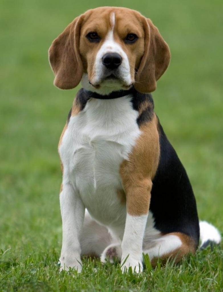 Вест-хайленд-Уайт-терьер в доме