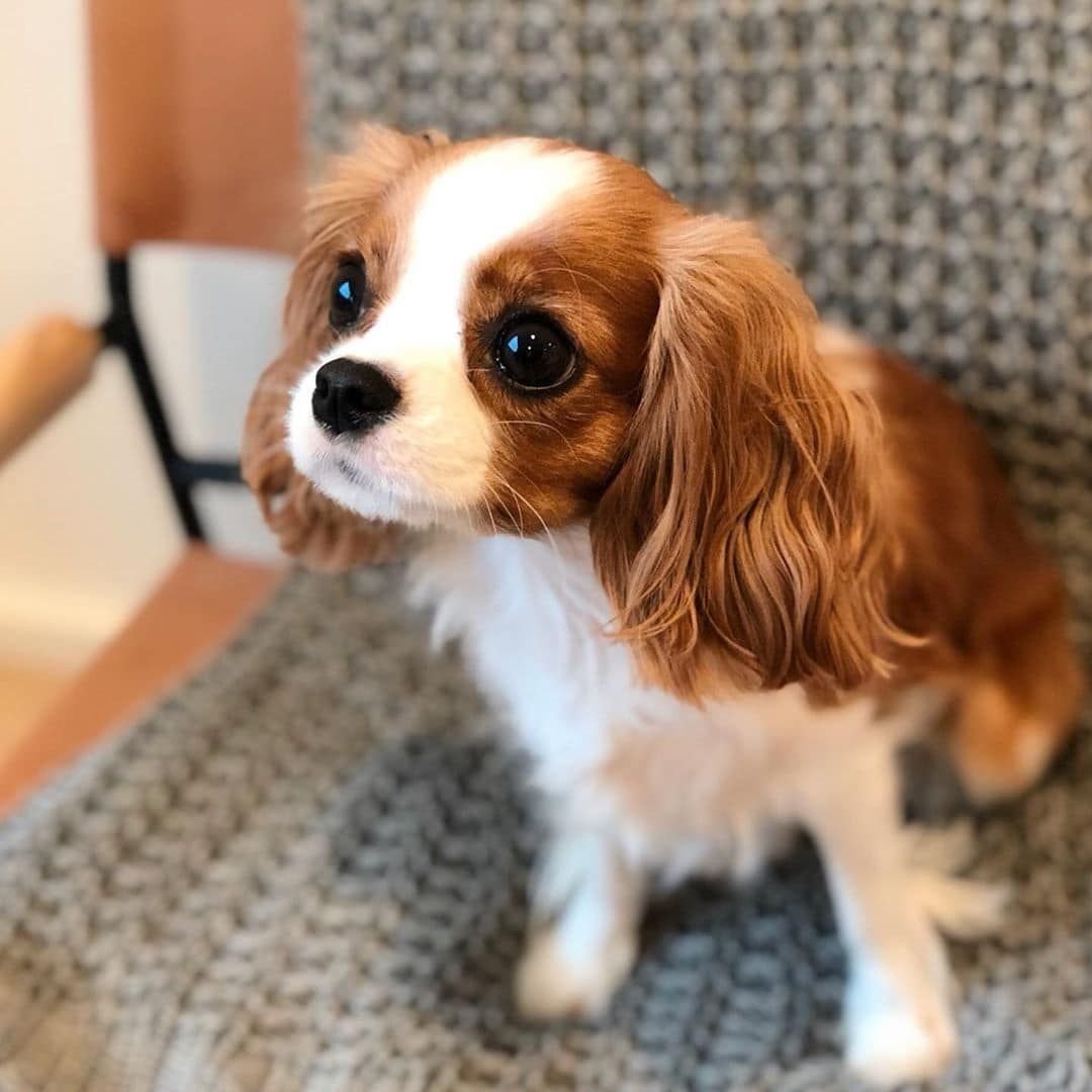 Паттерн собаки