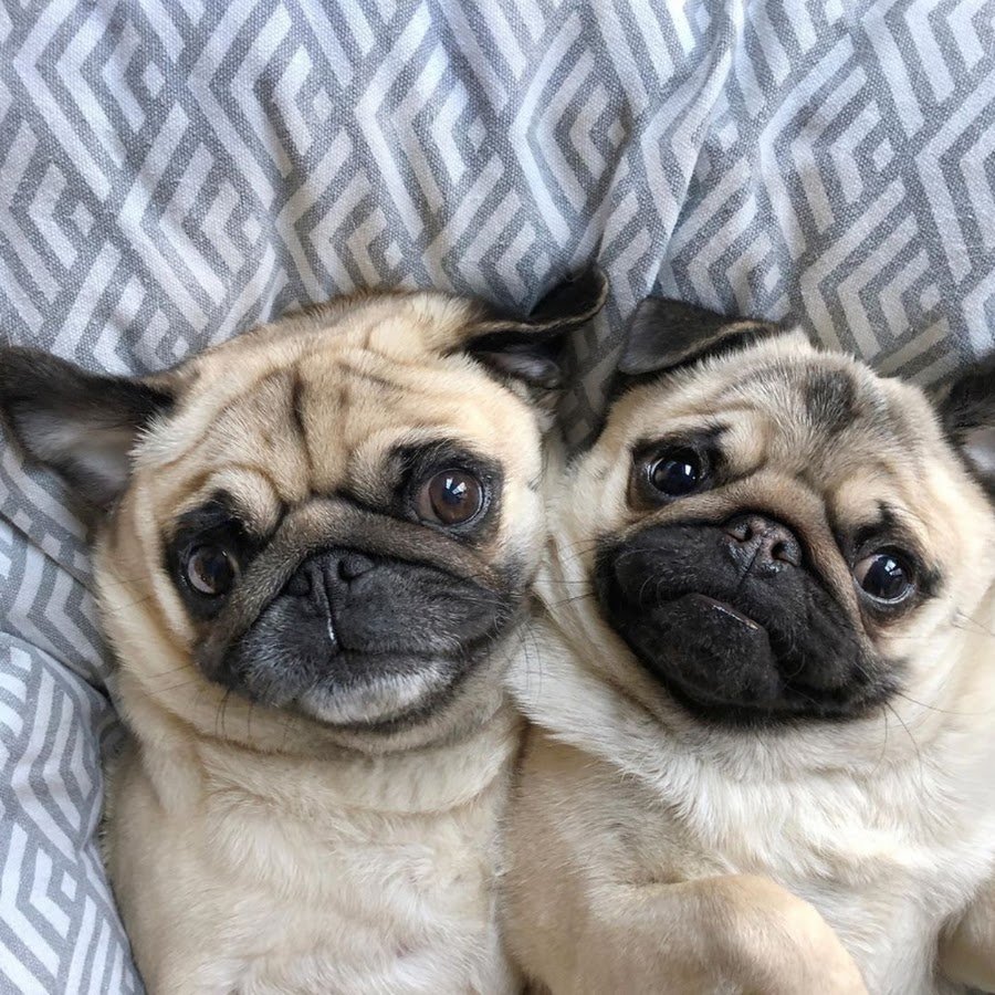 Американский Мопс