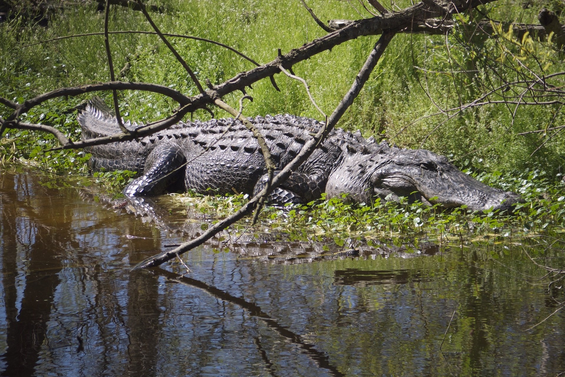 Крокодил в водоеме. Гребнистый крокодил и Аллигатор. Нильский крокодил среда обитания. Гребнистый крокодил. Крокодил Аллигатор среда обитания.