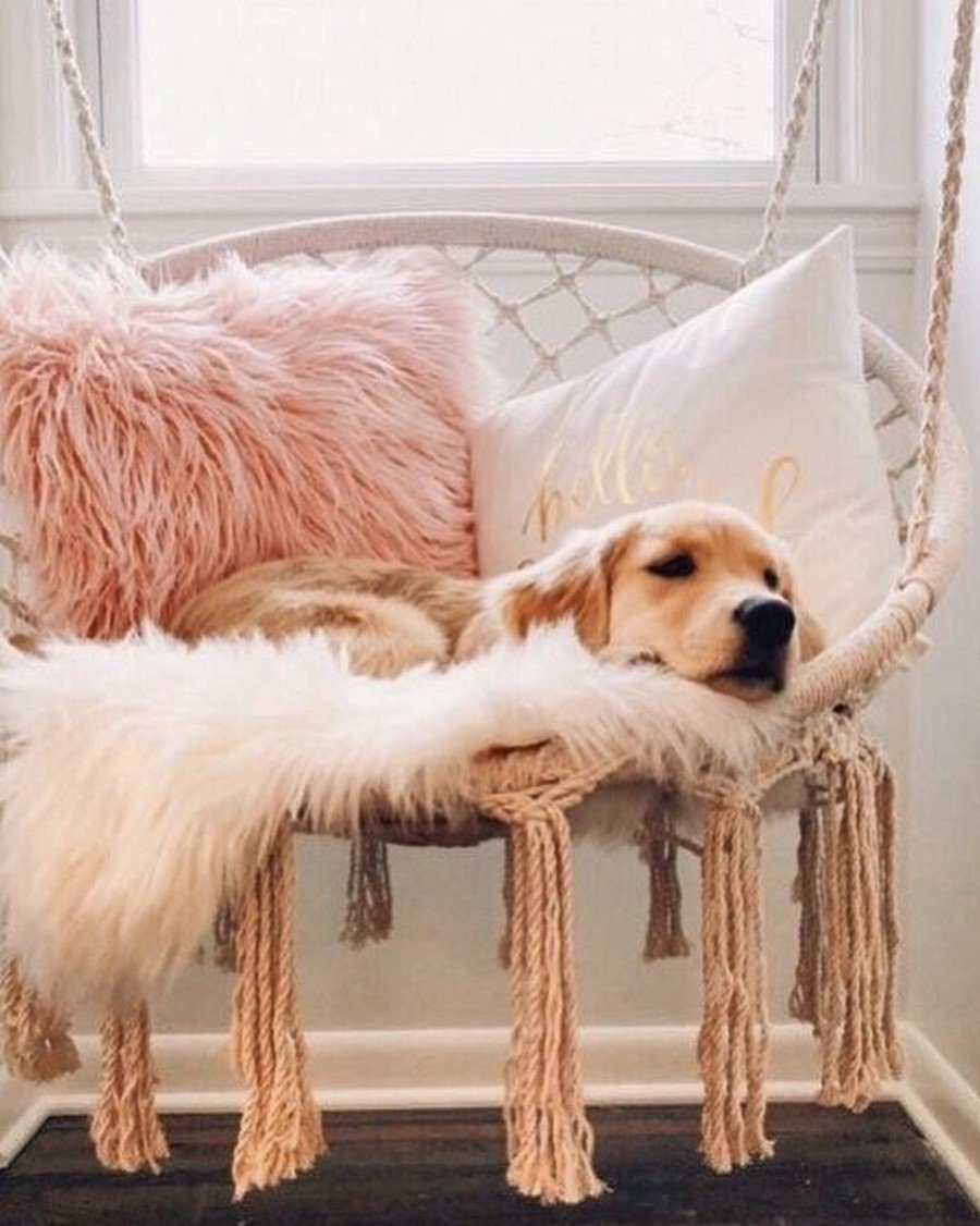 Лабрадор Эстетика