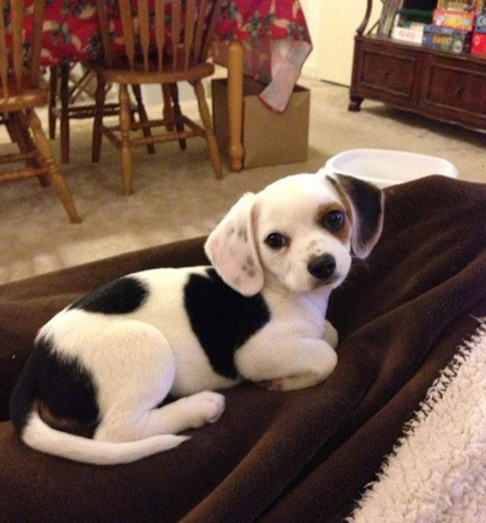 Кавалер Кинг Чарльз спаниель