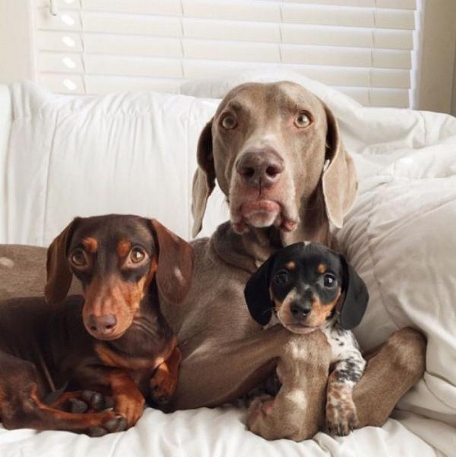 Веймаранер Харлоу, Индиана и Риз