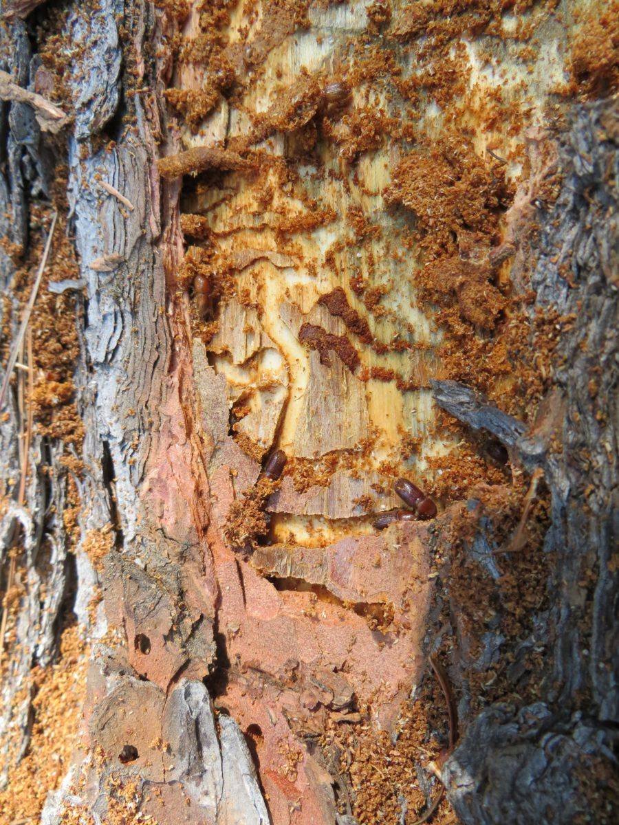 Сосновый усач короед Жук